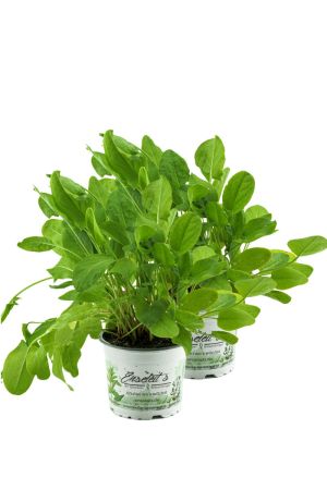 2x Sauerampfer, Marktfrische Pflanze aus Nachhaltigem Anbau 