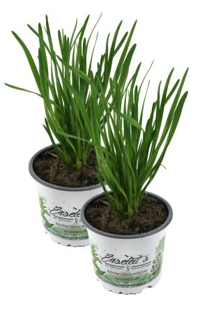 2er Set Schnittknoblauch,Allium tuberosum, Frische Kräuter Pflanze