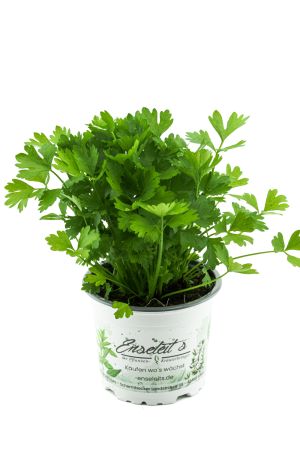 Schnitt-sellerie, Schnittsellerie Pflanze, Würzsellerie, frische Kräuter Pflanze 