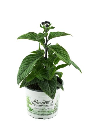 Heliotrop Pflanze, Heliotropium arborescens Vanilleblume