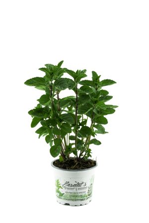 Spearmint  Minze, frische Minze Pflanze aus der Gärtnerei Enseleit 