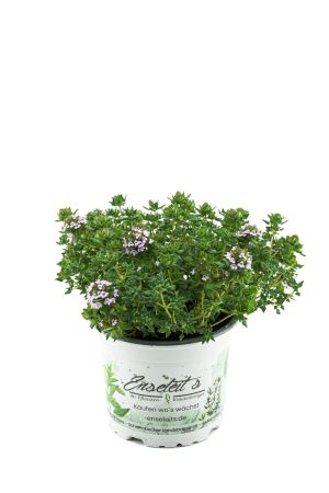 Thymus serpyllum 'Creeping Red', Teppichthymian