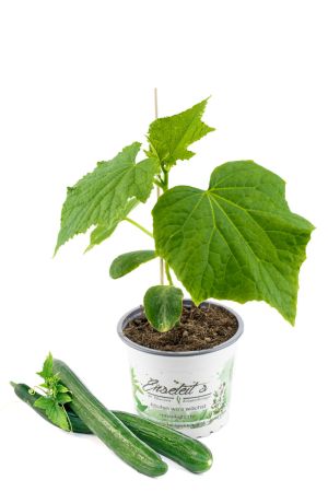 Veredelte Schlangengurke, Gurkenpflanze auf Kürbis veredelt Normale Fruchtgröße!