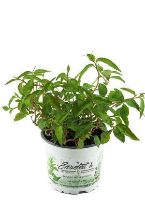 Vietnam-Koriander, Koriander Pflanze 