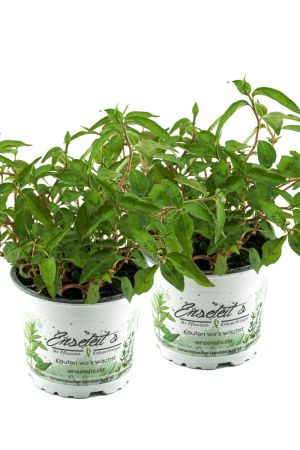 2x Vietnam-Koriander, Koriander Pflanze 