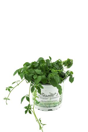 Jiaogulan Pflanze Gynostemma pentaphyllum, aus 1.Generation vegetativ vermehrt! Kraut der Unsterblichkeit