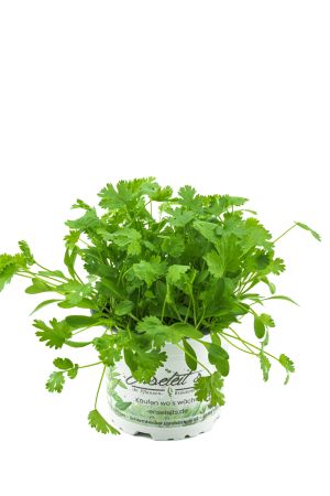 Koriander Coriandrum sativum, 1 Marktfrische Pflanze
