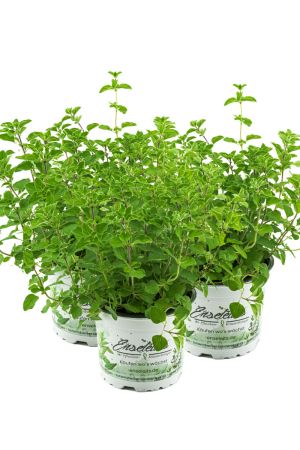 3er Set Oregano, frische Küchenkräuter Pflanze 