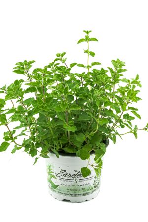 Oregano,1 frische Küchenkräuter Pflanze 
