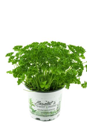 Petersilie Petroselinum crispum, frische Kräuter Pflanze im 12cm Topf 