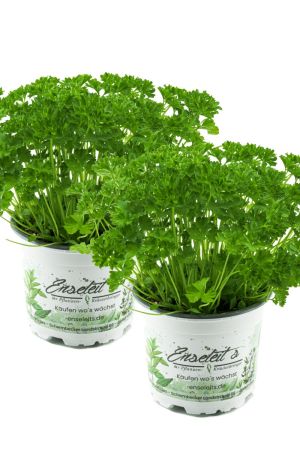 2x Petersilie Petroselinum crispum, frische Kräuter Pflanze im 12cm Topf 