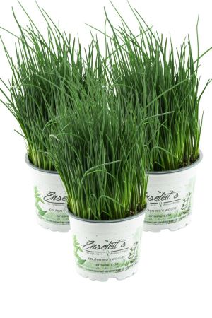 3x Schnittlauch Pflanze, Marktfrische Pflanze, Allium schoenoprasum im Dreierpack 3 Pflanzen