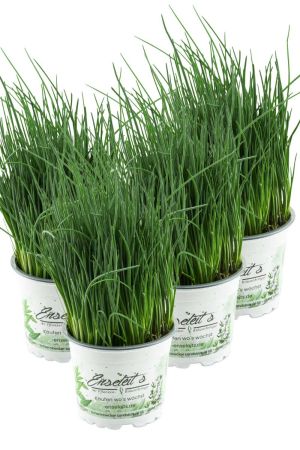 4x Schnittlauch Pflanze, Marktfrische Pflanze, Allium schoenoprasum im Viererpack 4 Pflanzen