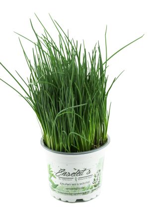 Schnittlauch Pflanze, Marktfrische Pflanze, Allium schoenoprasum