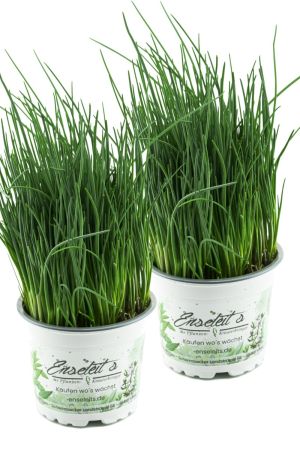 2x Schnittlauch Pflanze, Marktfrische Pflanze, Allium schoenoprasum im Doppelpack 2 Pflanzen