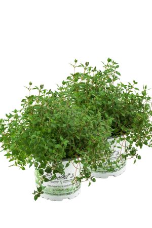 2er Set Thymian Pflanze, aus Nachhaltigem Anbau, Marktfrische Qualität aus der Gärtnerei ! 