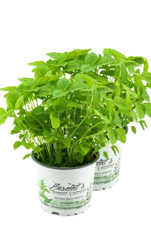 2er Set Zitronenmelisse, Marktfrische Qualität