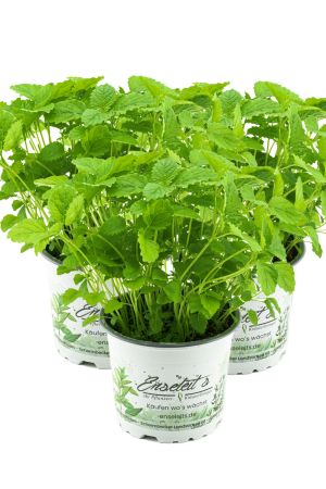 3er Set Zitronenmelisse, Marktfrische Qualität