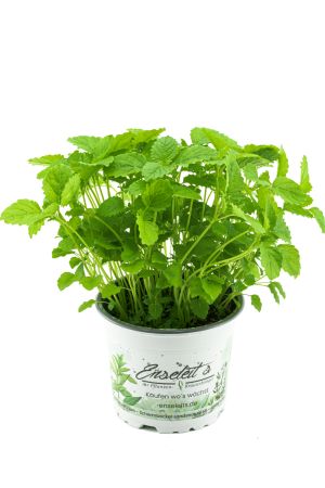 Zitronenmelisse, Marktfrische Qualität, 1 Pflanze