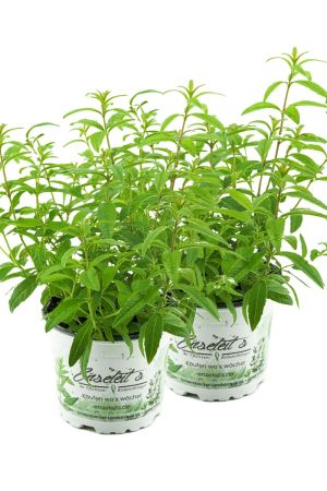 2er Set Zitronenstrauch, Zitronenverbene, Aloysia citrodora, Kräuter Pflanze