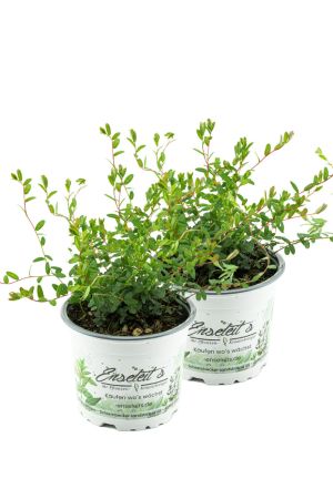 2er Set Cranberry Pflanze - Cranberries, Vaccinium macrocarpon
