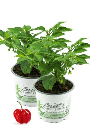 2er Set Chili Habanero Pflanze, Chili Pflanze aus Nachhaltigem Anbau! 