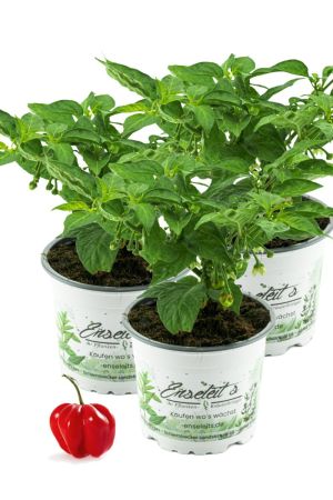 3er Set Chili Habanero Pflanze, Chili Pflanze aus Nachhaltigem Anbau! 