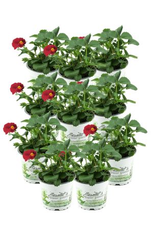 10er Set Erdbeere Toscana F1 (Fragaria x ananassa), Rote Blüte, Hängeerdbeere Pflanze