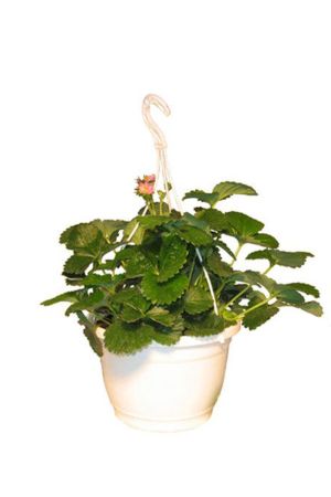 Erdbeerampel  Toscana F1 (Fragaria x ananassa), Rote Blüte 