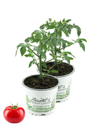 2er Set Tomatenpflanze Culina F1 Sorte, Marktfrische Tomatenpflanzen 