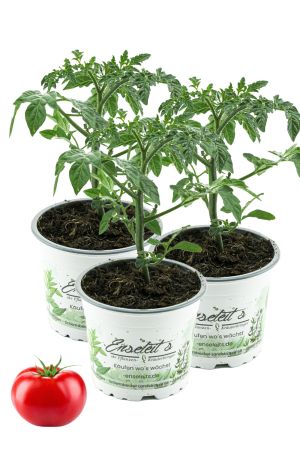 3er Set Tomatenpflanze Culina F1 Sorte, Marktfrische Tomatenpflanzen 