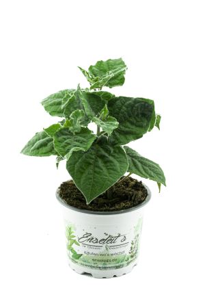 Andenbeere (Physalis peruviana), frische Kapstachelbeere Pflanze