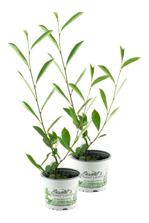 2er Set Aronia Vitaminbeere (Aronia arbutifolia)