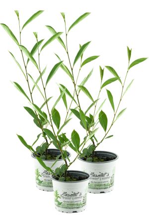 3er Set Aronia Vitaminbeere (Aronia arbutifolia)