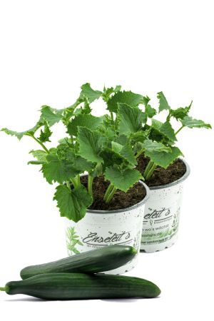 2x Freiland-Schlangengurke F1