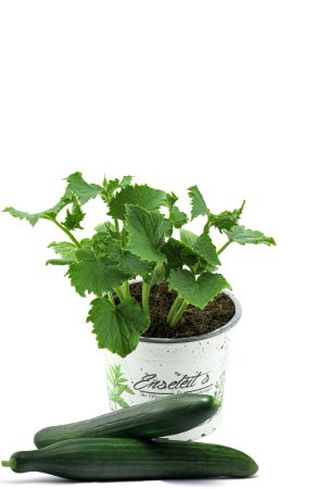 Freiland-Schlangengurke F1