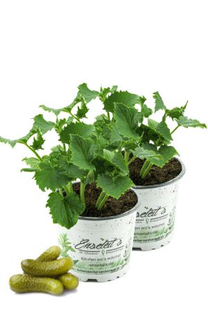 2x Gewürzgurken, Einlegegurken, Gemüse Gurken Pflanzen 