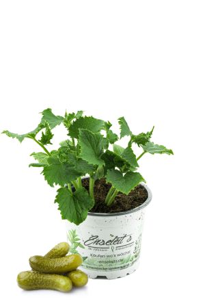 Gewürzgurken, Einlegegurken, Gemüse Gurken Pflanzen 