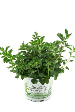 Oregano Hot & Spicy (Scharf)