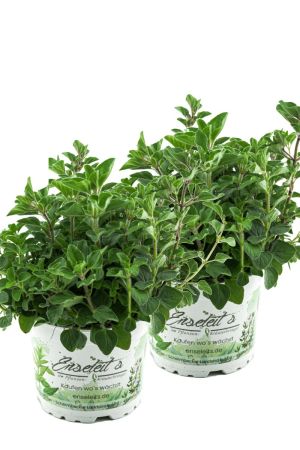 2x Oregano Hot & Spicy (Scharf)