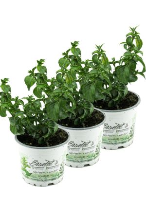 3er Set Pilzkraut (Rungia klossii) 