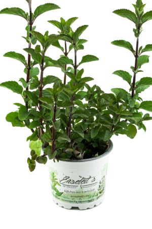 Minze Hillarys sweet lemon, Minze Pflanze, Winterharte Kräuter Pflanze!