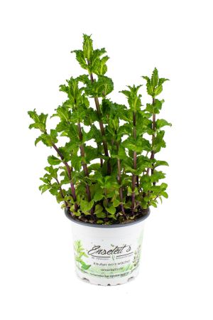 Türkische Minze (Mentha spicata var. crispa 'Nane')