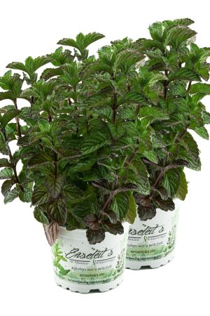 2er Set Grapefruit-Minze, Minze Pflanze, Winterhart (Mentha suaveolens x piperita)