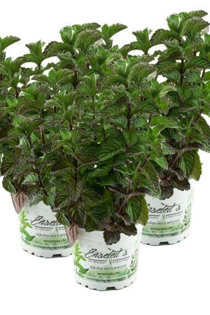 3er Set Grapefruit-Minze, Minze Pflanze, Winterhart (Mentha suaveolens x piperita)