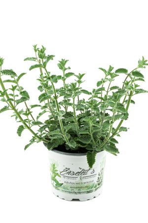Katzenminze Pflanze im 12cm Topf, Frische Katzen Minze! Frisch aus Kontrolliertem Anbau ! 