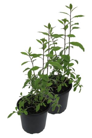 2er Set Goji Beere (Lycium barbarum)