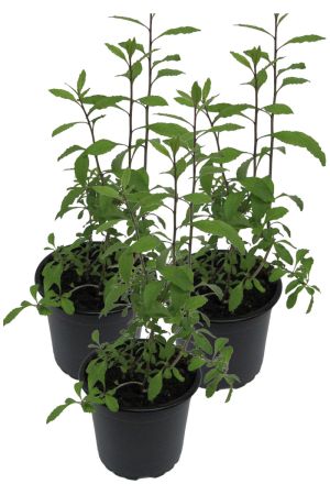 3er Set Goji Beere (Lycium barbarum)