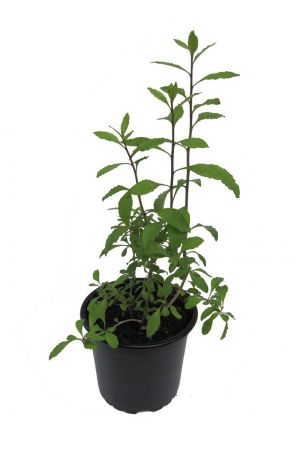 Goji Beere (Lycium barbarum)