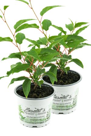 Mini Kiwi 2 Pflanzen im Set (Actinidia arguta), selbstbefruchtend